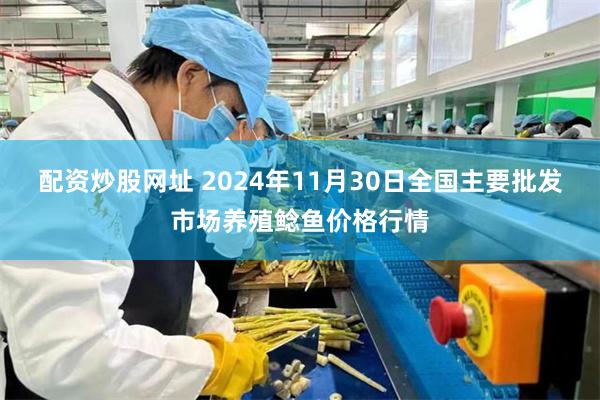 配资炒股网址 2024年11月30日全国主要批发市场养殖鲶鱼价格行情